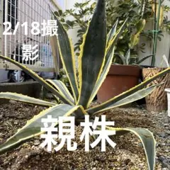 2026年最新】アガベアメリカーナ斑入りの人気アイテム - メルカリ