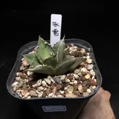 2026年最新】冰雹 アガベの人気アイテム - メルカリ