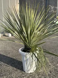 2026年最新】ロストラータ ヘッドの人気アイテム - メルカリ