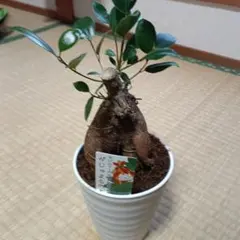 2026年最新】ガジュマル 斑入りの人気アイテム - メルカリ