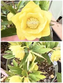 2026年最新】大木ナーサリーの人気アイテム - メルカリ