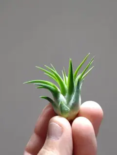 2026年最新】ヘッジ イオナンタの人気アイテム - メルカリ