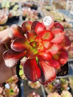 2026年最新】アエオニウム シャネルの人気アイテム - メルカリ