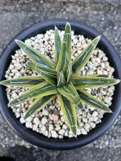 2026年最新】笹の雪 輝山の人気アイテム - メルカリ