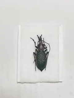 2026年最新】オサムシの人気アイテム - メルカリ