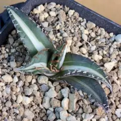 2026年最新】太陽神 アガベの人気アイテム - メルカリ