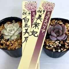 2026年最新】美紫妃の人気アイテム - メルカリ