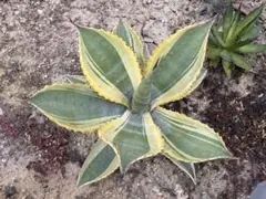 2026年最新】アガベ リップルエフェクトの人気アイテム - メルカリ