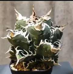 2026年最新】チタノタ悪魔くんの人気アイテム - メルカリ