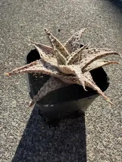 2026年最新】ロウルサンコ アロエの人気アイテム - メルカリ