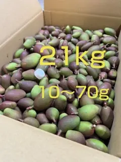 2026年最新】摘果マンゴーの人気アイテム - メルカリ