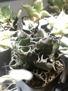 2026年最新】スーパーチタノタの人気アイテム - メルカリ