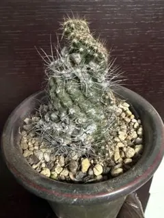 2026年最新】サボテン 黒王丸の人気アイテム - メルカリ