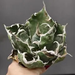 2026年最新】白豪刺の人気アイテム - メルカリ