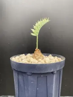 2026年最新】エンセファラルトスの人気アイテム - メルカリ