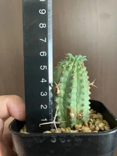 2026年最新】群星冠 メスの人気アイテム - メルカリ