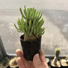 2026年最新】チレコドン ペアルソニーの人気アイテム - メルカリ