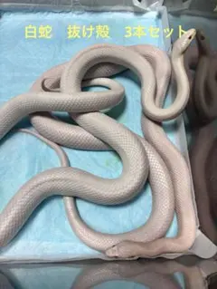 2026年最新】白蛇の抜け殻の人気アイテム - メルカリ