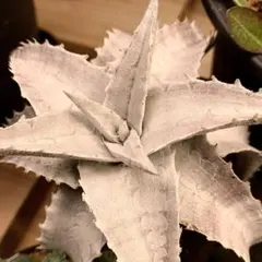 2026年最新】エンコリリウムの人気アイテム - メルカリ