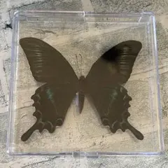 2026年最新】アゲハ蝶 標本の人気アイテム - メルカリ