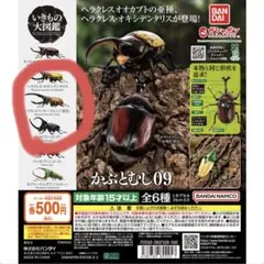 2026年最新】ヘラクレスオオカブト 標本の人気アイテム - メルカリ