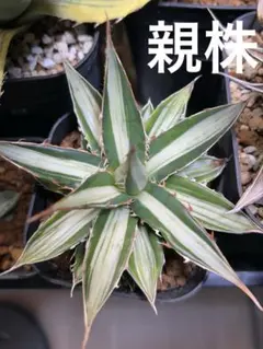 2026年最新】アガベ ホリダ 白中斑の人気アイテム - メルカリ