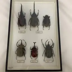 2026年最新】エレファスゾウカブト 標本の人気アイテム - メルカリ