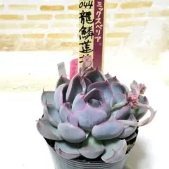 2026年最新】龍鱗蓮華の人気アイテム - メルカリ