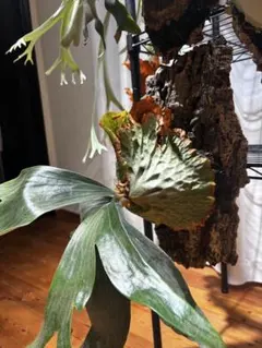 2026年最新】大株 ビカクシダの人気アイテム - メルカリ