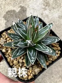 2026年最新】アガベ子株の人気アイテム - メルカリ