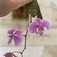 2026年最新】シレリアナの人気アイテム - メルカリ