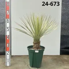 2026年最新】ロストラータ シルバーの人気アイテム - メルカリ