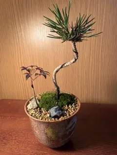 2026年最新】文人 盆栽の人気アイテム - メルカリ