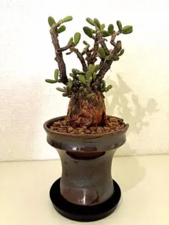 2026年最新】ピグマエア 現地球の人気アイテム - メルカリ