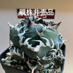 2026年最新】アガベ 鉢の人気アイテム - メルカリ