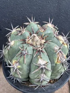 2026年最新】エキノカクタス 雷帝の人気アイテム - メルカリ