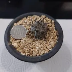 2026年最新】黒王丸カキコの人気アイテム - メルカリ