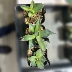 2026年最新】アガベ蜘蛛の人気アイテム - メルカリ