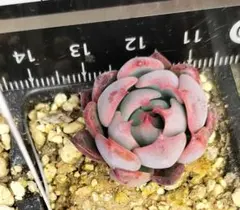 2026年最新】ミックスベリア 青鬼の人気アイテム - メルカリ