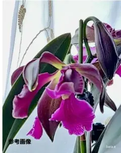 2026年最新】シレリアナの人気アイテム - メルカリ