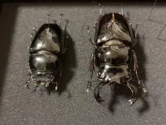 2026年最新】タランドゥスオオツヤクワガタ標本の人気アイテム - メルカリ