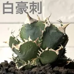 2026年最新】アガベ白豪刺の人気アイテム - メルカリ