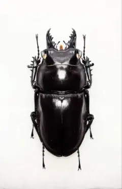 2026年最新】ヤエヤママルバネの人気アイテム - メルカリ