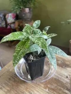 2026年最新】パキラ ミルキーウェイ 実生の人気アイテム - メルカリ