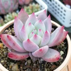 2026年最新】多肉植物 エケベリア beehouseの人気アイテム - メルカリ