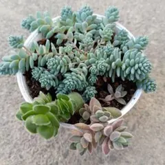 2026年最新】多肉 抜き苗 セットの人気アイテム - メルカリ