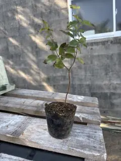 2026年最新】ジャボチカバの人気アイテム - メルカリ