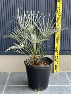 2026年最新】チャメロップス セリフェラの人気アイテム - メルカリ