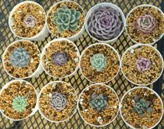 2026年最新】青鬼 多肉の人気アイテム - メルカリ