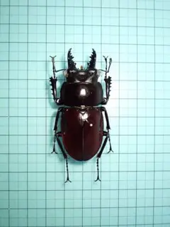 2026年最新】マルバネクワガタ 標本の人気アイテム - メルカリ